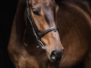KRIS wałach z potencjałem do sportu