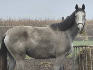 Wyjątkowa siwa klacz KLARISA