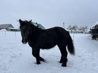 Sprzedam ogierka zimnokrwistego