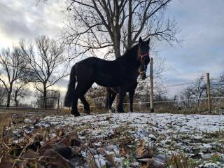 Polski Koń Zimnokrwisty Klacz 5 lat