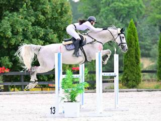 Doświadczony wałach rasy Meklemburskiej po konkursach 145cm