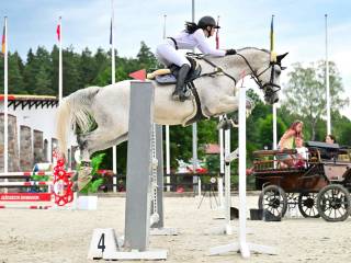 Doświadczony wałach rasy Meklemburskiej po konkursach 145cm