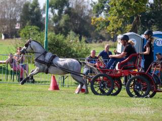 Stanówka ogier walijski