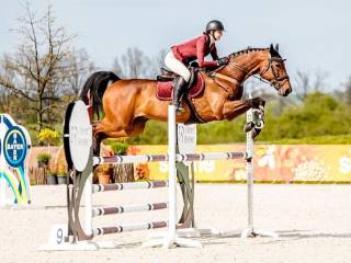 Grzeczny wałach do sportu