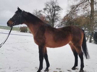 Stanówka ogier Efekt