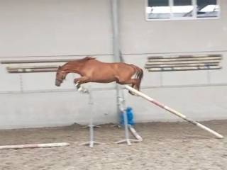 Ogier NORMANN AMG siła, technika i nowoczesny typ sportowy Selle francais