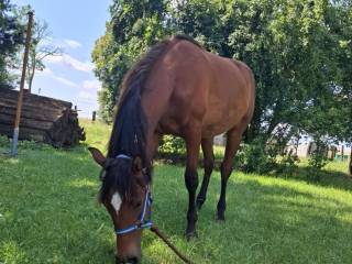 Mix AQH x Cruzado klacz