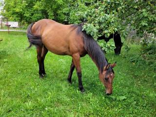 Mix AQH x wlkp klacz