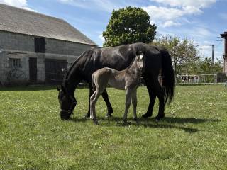 Źrebna klacz 9 lat Rasa SP