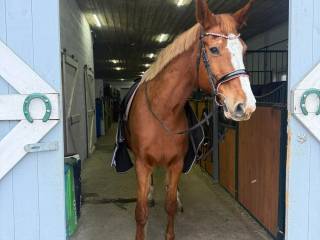 Dzierżawa/współdzierżawa  konia 175 cm