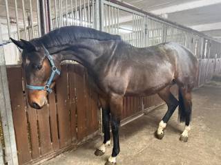 OGIER ZANGERSHEIDE  BALOU DU ROUET/  KANNAN