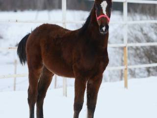 ogierek Chad Blue PS oldenburski  Chacco Blue x Casall