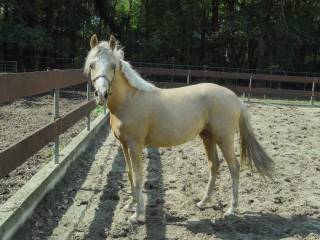 2 years old Palomino D-pony medium size NRPS jumping dressage allround