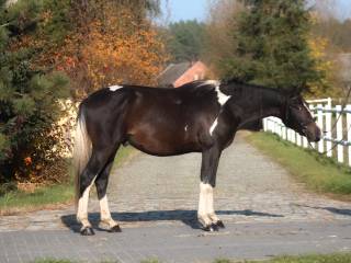 Super koń do skoków/WKKW/terenów Śliczny odważny grzeczny ze skokowych linii angloarabskich