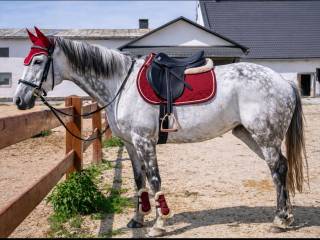 Klacz do sportu lub hodowli