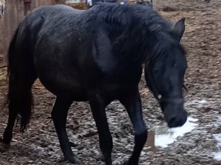 Ogier huculski konie