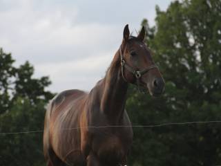 Pięcioletni wałach trakeński