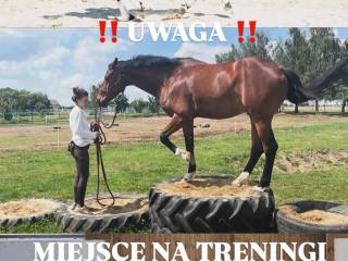 Treningi koni i jeźdźców/ praca z ziemi