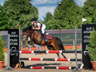 kuc szybki , zwinny z bardzo dużymi umiejętnościami