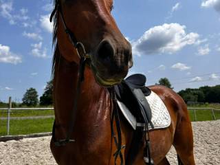 gniady młody wałach małopolski