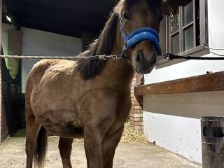 2 letni obiecujący ogier