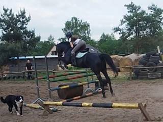 Sprzedam klacz trakeńską