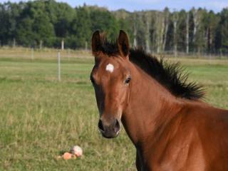 Ogierek 2025 po Epleaser Van't Heike