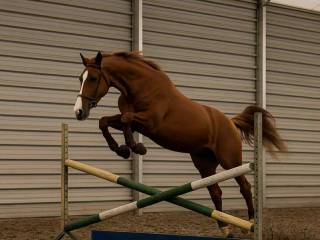 Piękny 5 letni kasztanowaty wałach po BARAQUE