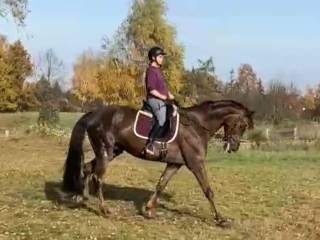 Przepiękny kasztan z dobrym ruchem