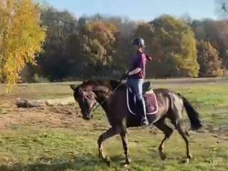 Przepiękny kasztan z dobrym ruchem