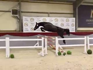 4 letni wałach po Kandy Progres/ Zapatero VDL