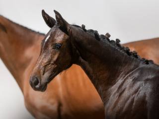 Urodziwa i skoczna klaczka po fenomenalnym Diarado