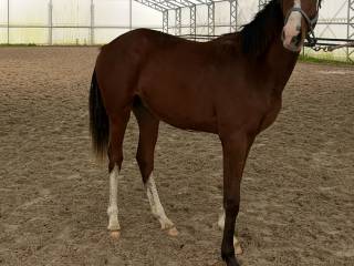 Malowany ogier po Cartie BVR