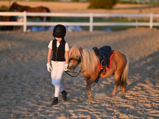 Klacz szetlandzka Fantazja, paszport IMNO