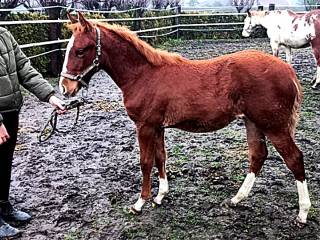 Klaczka APH paint horse