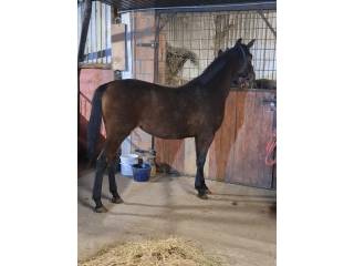 Klacz małopolska 3 lata