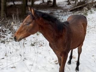 Odsadek źrebak ogierek małopolski Ekwador (Kamp - Europa/Emerson)