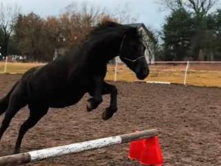 Sprzedam klacz urodzona 2019 r.