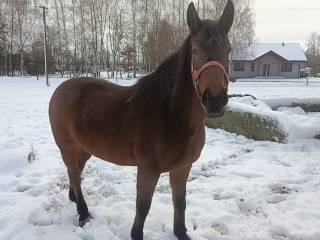 Sprzedam klacz Sp mocnej budowy