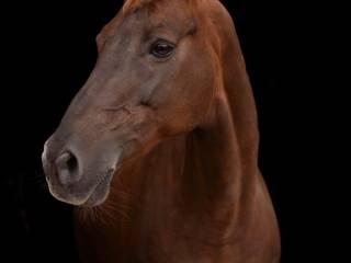 Klacz do towarzystwa