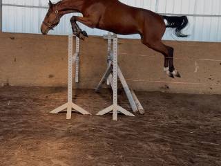 5 letni wałach do sportu