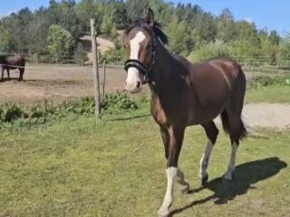 Pięknie malowany wałach z dobrym pochodzeniem