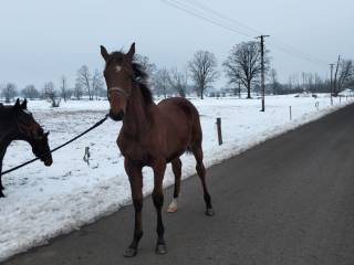 Sprzedam młodego ogierka Sp Tarant
