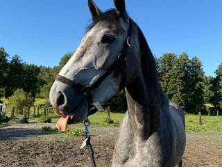 Klacz szlachetna pókrew