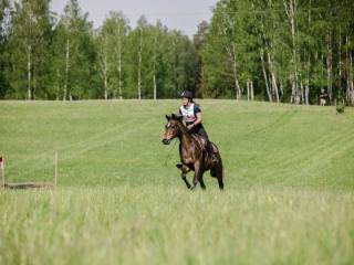 Sprzedam konia do ambitnej rekreacji/sportu