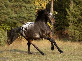 Piękny, wszechstronny i przyszłościowy wałach