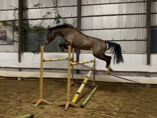 mały, skoczny wałach 2021r.