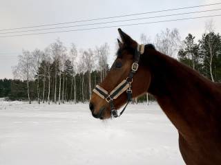 Koń z  potencjałem