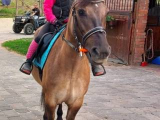 Kuc w dobre ręce, tanio