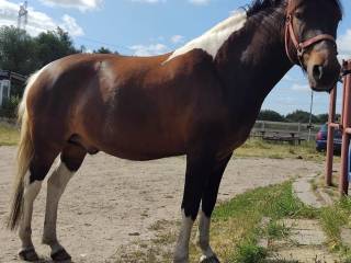 Młody kuc na sprzedaż